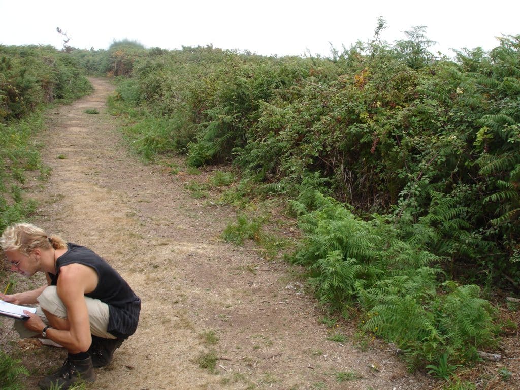 Matorral, que no "maleza", en el borde de un sendero en la isla de Ons. Además de una alta biodiversidad taxonómica (muchas especies distintas), este hábitat concentra biodiversidad funcional: organismos con roles complementarios que mantienen el ecosistema (polinizadores, depredadores, herbívoros, descomponedores, dispersores de semillas, fijadores de nitrógeno, etc..). La arquitectura cerrada del matorral genera un microclima interior (menos viento y radiación, más humedad) y una estructura en capas que multiplica refugios y recursos; ahí se intensifican las interacciones que sostienen su funcionamiento.
